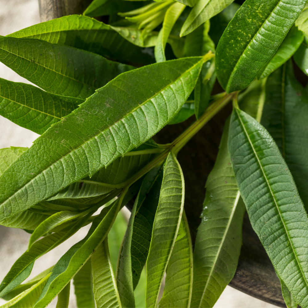 Velvet Verbena Scrub - Image 3
